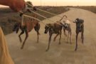 El Centre Els Catòlics estrena el documental 'Febrero, el miedo de los galgos'