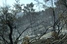 El foc de Vall-llobrega està controlat, però els alcaldes demanen una solució per la situació dels boscos