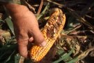 Unió de Pagesos denuncia afectacions del 60% i 70% povocades pels senglars en parcel·les agrícoles de la Garrotxa i el Pla de l'Estany