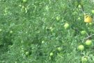 Els productors de pomes de Girona preveuen recollir-ne un 30% més que la passada campanya fins arribar a les 90.000 tones