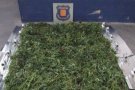 Els Mossos d'Esquadra confisquen 240 plantes de marihuana a Mieres