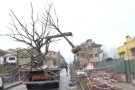 Els arbres del carrer Castanyer es trasplantaran al parc de Malatosquer