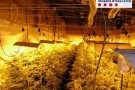 Detingut un veí d'Olot per vigilar una nau industrial amb 1.175 plantes de marihuana a la població altempordanesa de Vilarnadal