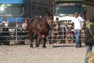 Prop d'un centenar de cavalls participen al vuitè concurs morfològic del cavall pirinenc català