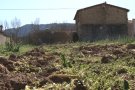 Agricultura vol definir aquest any un pla per combatre la superpoblació de senglars, conills i cabriols