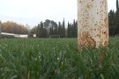 El camp de futbol de Montagut ja és de gespa natural i es preveu jugar-hi a la primavera