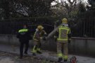 Cau una branca de grans dimensions al Passeig de Barcelona a causa del vent i dificulta el trànsit durant una hora