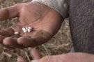 Els cultivadors de Fesols de Santa Pau amb DOP preveuen una collita similar a la del 2016 tot i haver augmentat en un 65% la superfície plantada