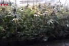 Els Mossos detenen un home i desmantellen una plantació de més de 1.200 planes de marihuana a Sant Esteve d'en Bas