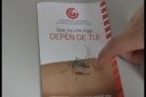 El SIGMA insisteix en la prevenció contra el mosquit tigre