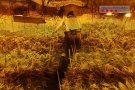 Els Mossos d'Esquadra desmantellen una plantació de marihuana amb més de 1700 plantes a Sant Ferriol