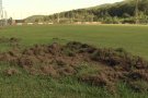 Els senglars malmeten el terreny de joc del CF Les Planes
