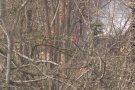 Un petit incendi crema part de la vegetació al parc dels Tossols d'Olot