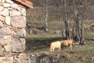 Continua la pressió per tombar el Pla Especial de l'Alta Garrotxa