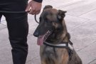 La nova Unitat Canina de la Policia Municipal d'Olot: en Cop