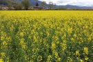El cultiu de colza creix a la Garrotxa, tenyint la comarca de groc