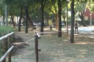 Es reafirma la construcció de l’equipament de cal·listènia al Parc de les Mores