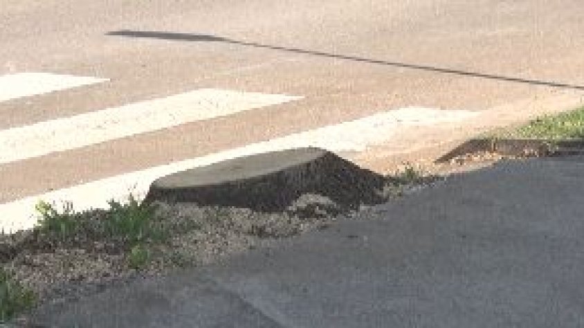 S’atura la tala dels arbres a l’Avinguda Pla de Dalt després que es queixés el PSC