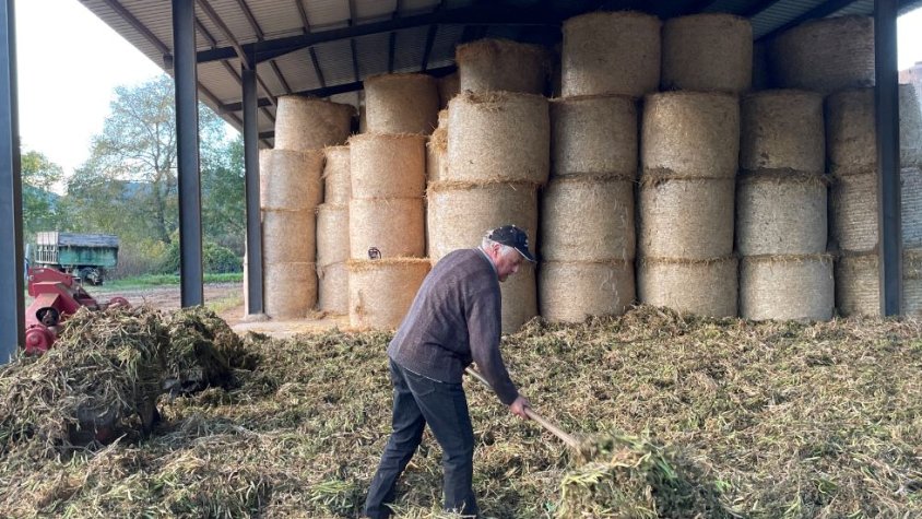 La collita del fesol de Santa Pau disminueix un 70% l'any 2022