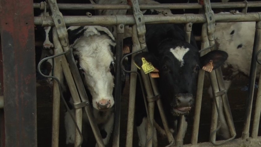 El sector lleter es recupera mínimament a la Garrotxa