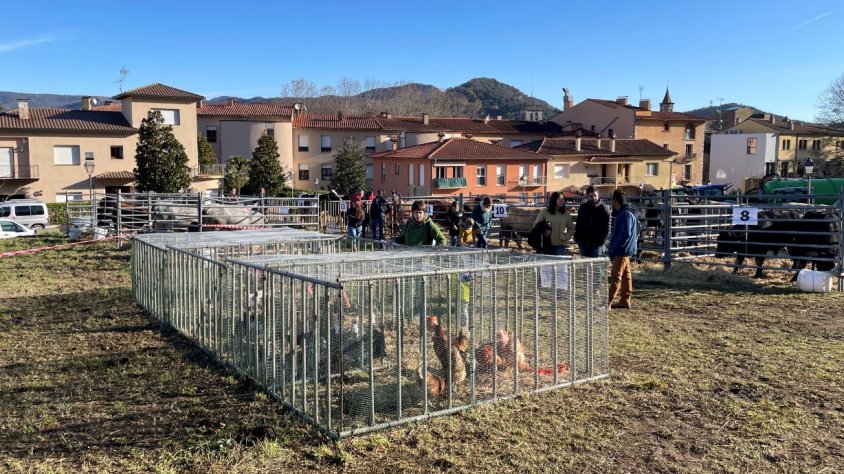 La Fira de Santa Llúcia de Sant Feliu de Pallerols aposta cada vegada més per al bestiar