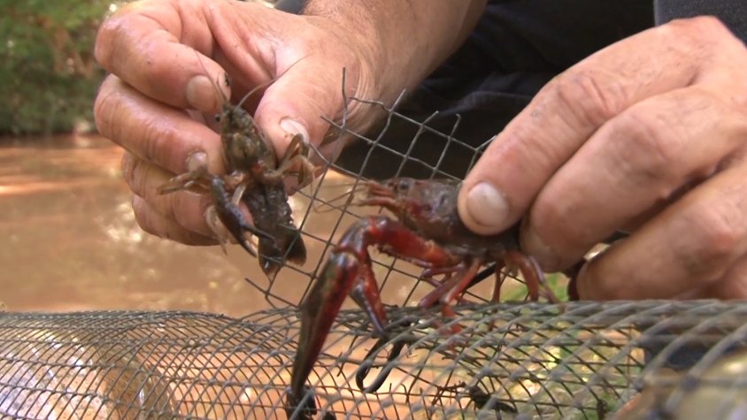 L’Ajuntament d’Olot renova el conveni per protegir el cranc de riu autòcton