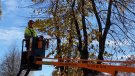 L'Ajuntament d'Olot ha iniciat una nova poda de l'arbrat de la ciutat