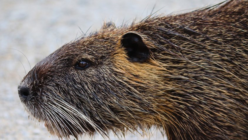 Creix la preocupació per la presència del coipú a la Garrotxa