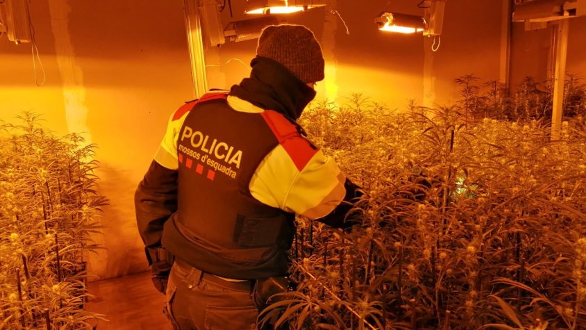 Els Mossos d'Esquadra detenen el responsable d’una plantació de marihuana amagat al fals sostre d’una nau industrial de Sant Joan les Fonts
