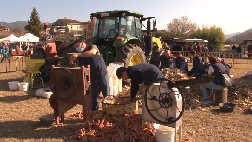 El farro es consolida com un producte a l'alça perquè és apte pels celíacs
