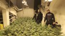 Desmantellen una plantació de marihuana amb prop de 1.040 plantes a Olot