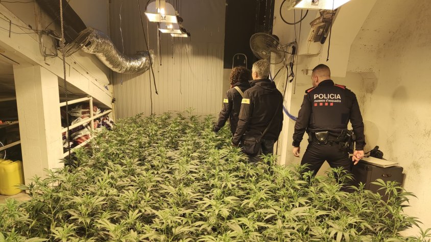Desmantellen una plantació de marihuana amb prop de 1.040 plantes a Olot