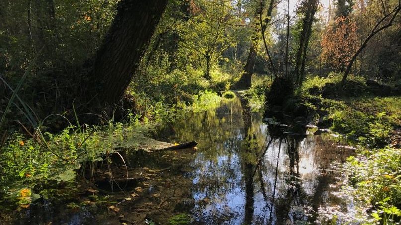 L’Ajuntament d’Olot adquireix més terrenys de la Moixina per garantir-ne la seva protecció