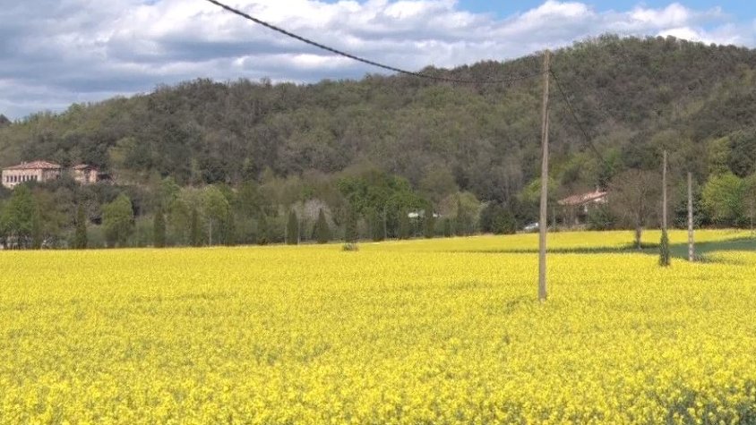 La colza és el cultiu de moda: necessita poca aigua i és rendible econòmicament