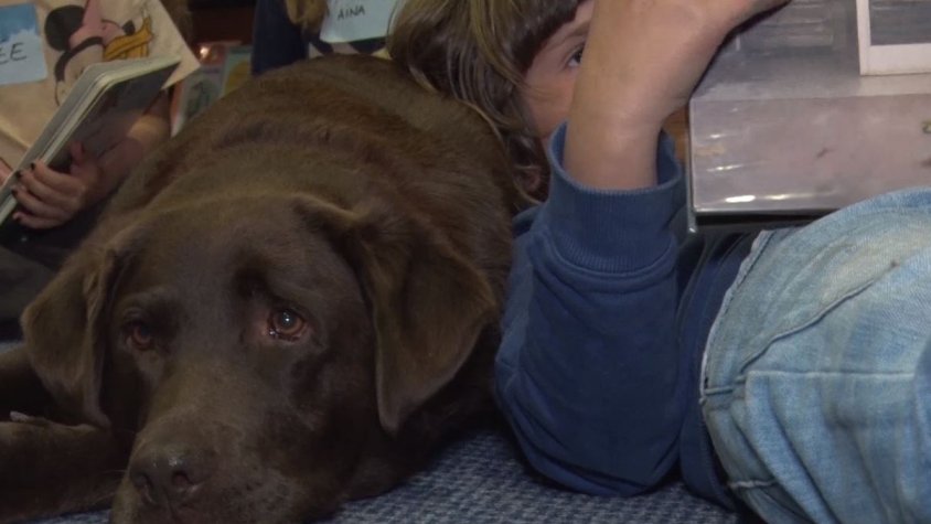 Els gossos poden arribar a millorar la fluïdesa lectora a infants que estan aprenent a llegir