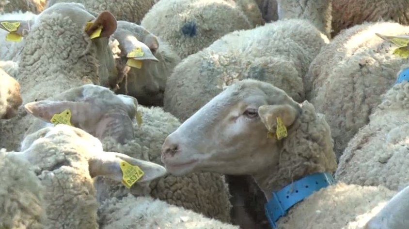 Pastors d'ovelles denuncien les dificultats per trobar prats de pastura públics quan volen fer transhumància