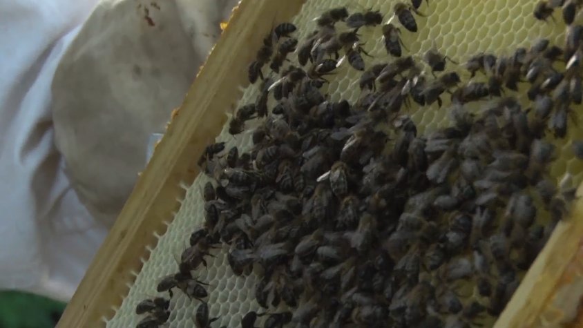 La sequera perjudica la producció de mel a la Garrotxa 
