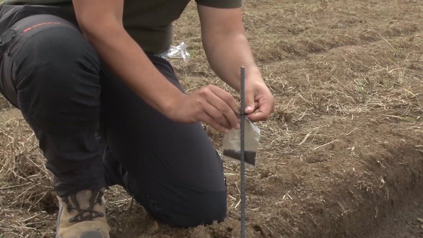 Prova pilot amb repel·lents per allunyar els cabirols dels camps de fesol