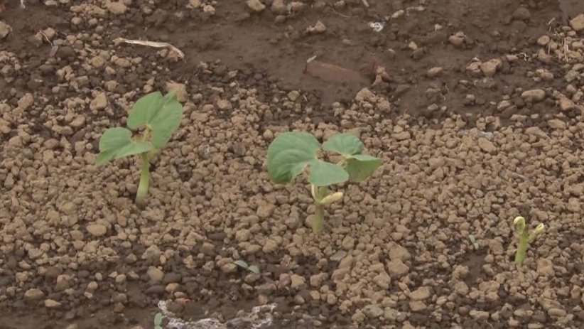 La sembra de fesol de Santa Pau comença amb bon peu