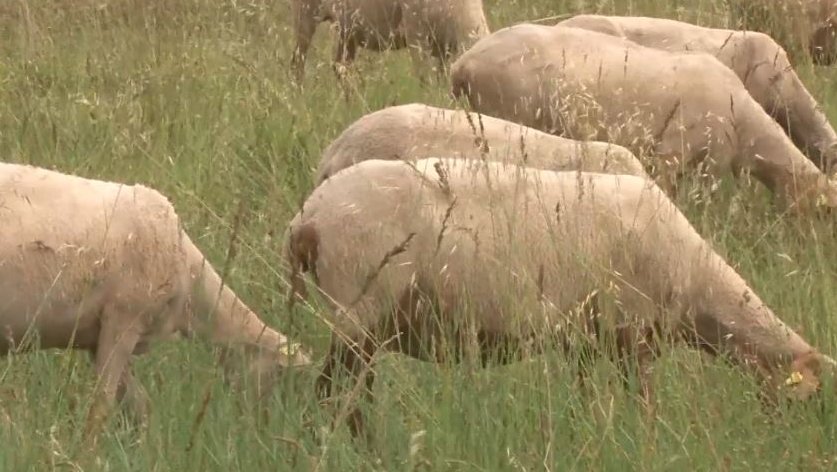 La pluja no és benvinguda per les ovelles
