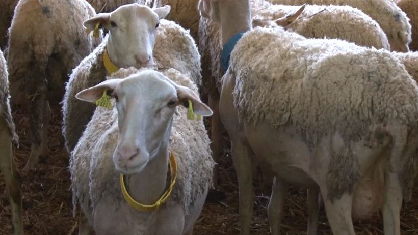 La llana de les ovelles no té valor i els pastors  no saben què fer-ne