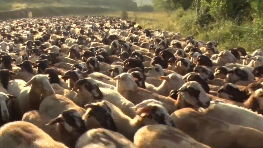 Transhumància per la vida: la història d'en Prem Puig, pastor de Mieres, i dos pastors més de les comarques gironines