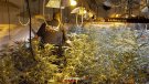 Els Mossos d’Esquadra detenen un home per cultivar 904 plantes de marihuana a Sant Joan les Fonts
