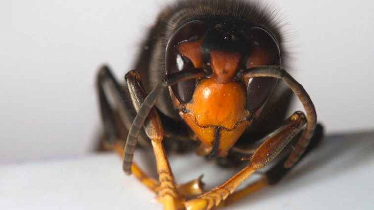 No para d’incrementar la població de vespa asiàtica