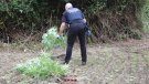 Detinguts dos homes a Maià de Montcal que tenien més de 1.500 plantes de marihuana en una masia ocupada