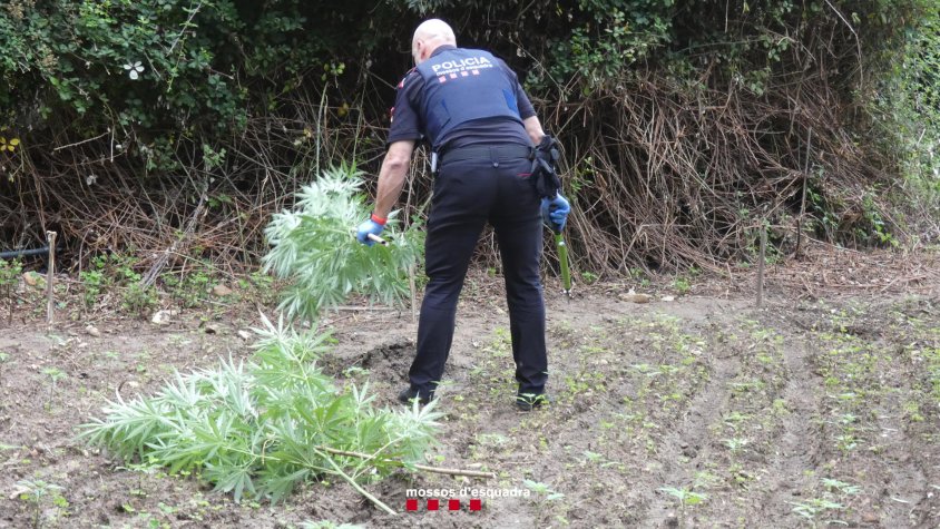 Detinguts dos homes a Maià de Montcal que tenien més de 1.500 plantes de marihuana en una masia ocupada