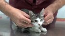 Les mascotes també pateixen els efectes de la calor