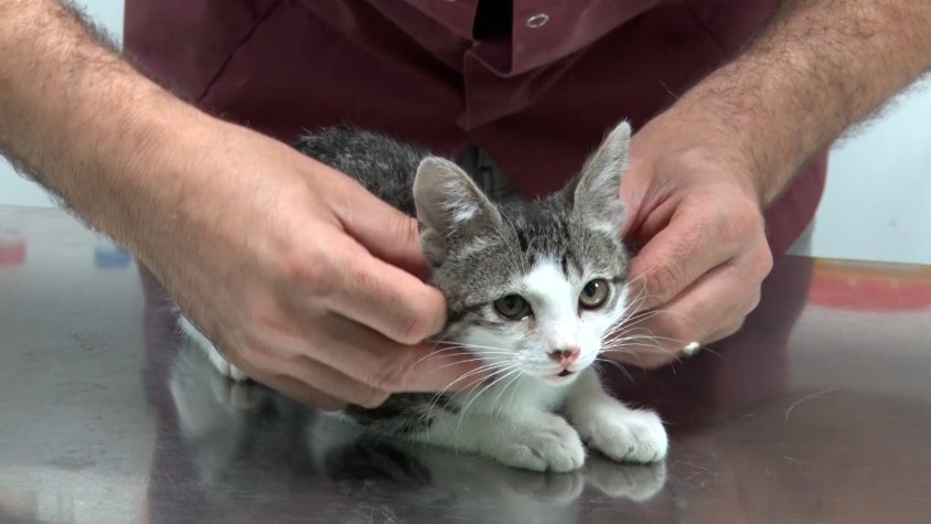 Les mascotes també pateixen els efectes de la calor