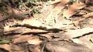 L’estrès hídric és una de les conseqüències de la pèrdua d’escorça dels arbres