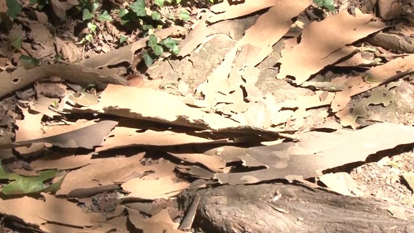 L’estrès hídric és una de les conseqüències de la pèrdua d’escorça dels arbres